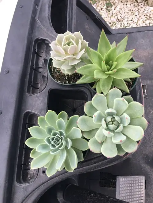 Succulent Bed in the Cup Holder