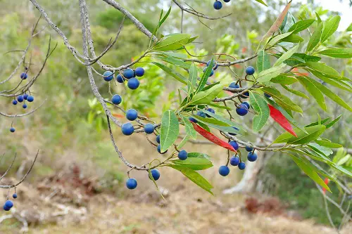 top Mouthwatering Blue Fruits That Are Blue