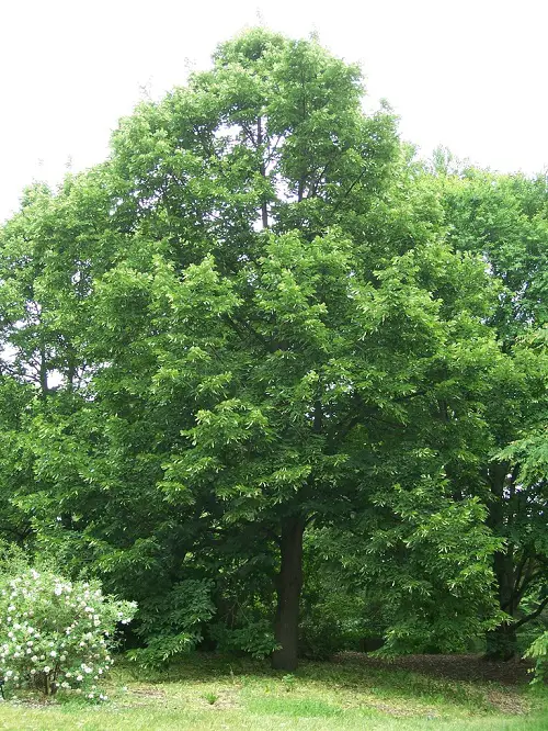top trees whose leaves resemble hearts