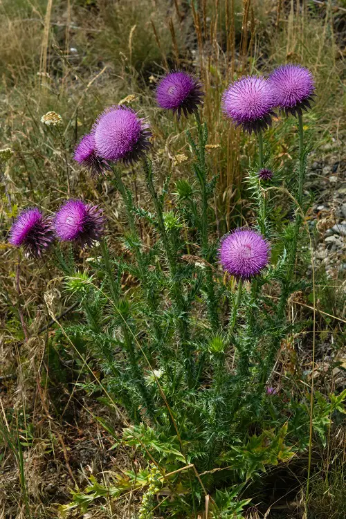 best Flowers Purple on Weeds
