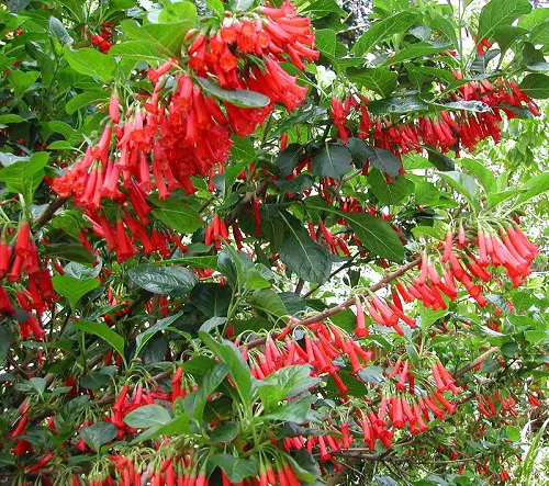 lovely Vines and Climbers with Red Flowers