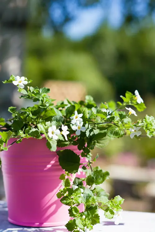 best Medicinal Plants for Hair Growth