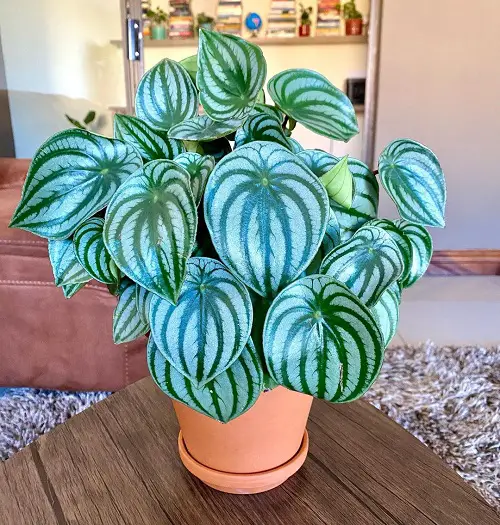 Perperomia-Plants that Grow Without Sunlight