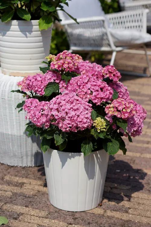 You & Me Together Hydrangeas 
