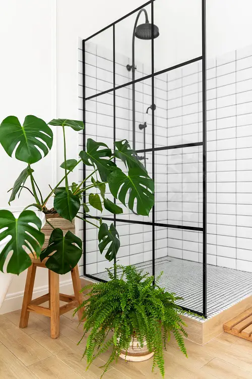 best Bathroom Indoor Plants