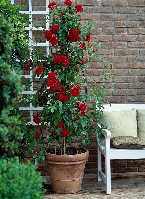 Vines and Climbers with Red Flowers in garden