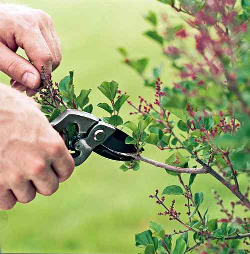 Refrain from Pruning Plants