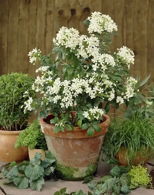 best Strong-smelling, fragrant flowers that bloom at night