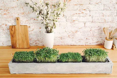 Really Fun Indoor Garden Ideas Create a Microgreen Station