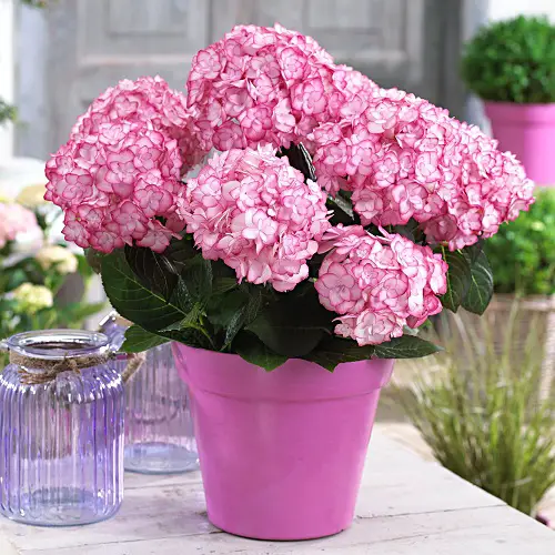 Miss Saori Hydrangeas 25