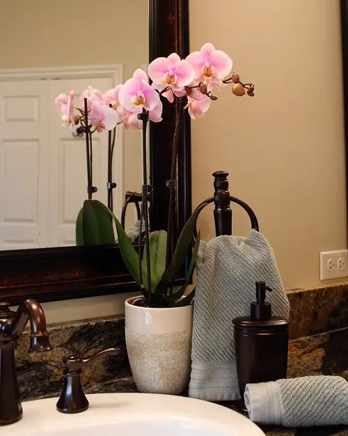 Amazing Bathroom Indoor Plants