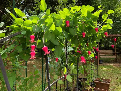 Best Vines and Climbers with Red Flowers in garden