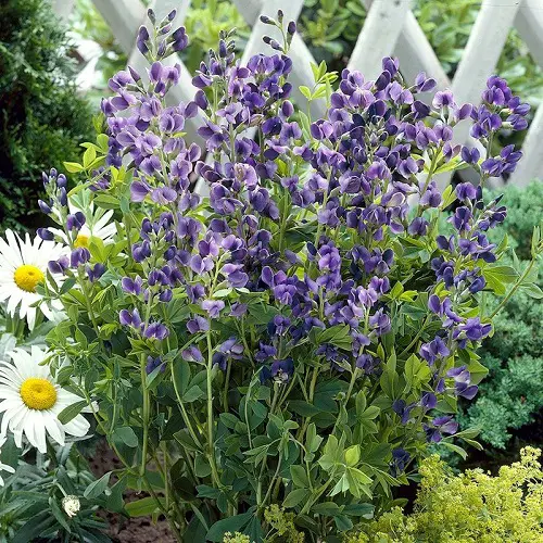 Native Plants of Maryland