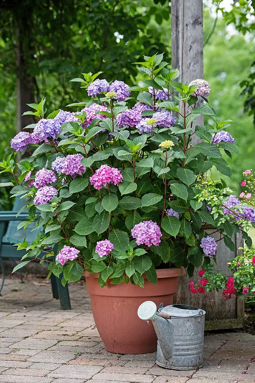 Endless Summer Hydrangeas 