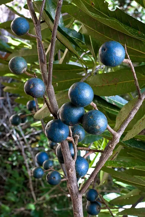 Yummily satisfying blue fruits that are blue