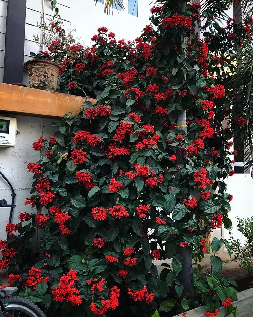 top Vines and Climbers with Red Flowers