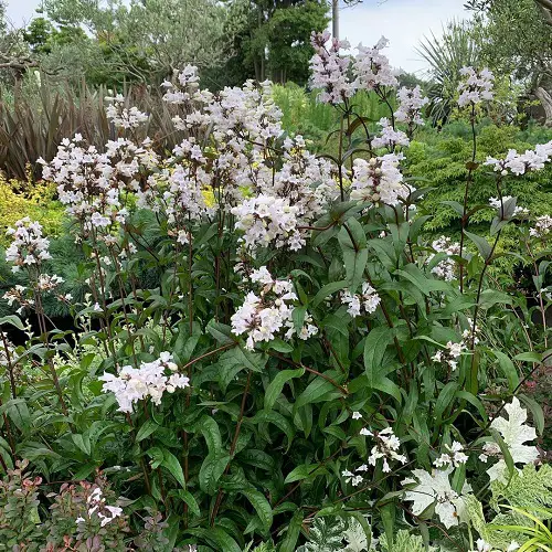 best Native Plants of Maryland