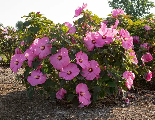 top Native Plants of Maryland