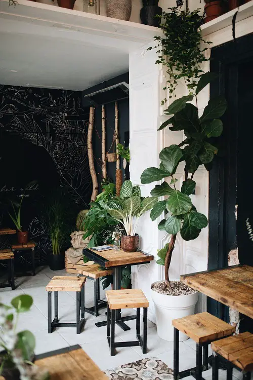A Tall Fiddle-Leaf Fig Stealing the Show!