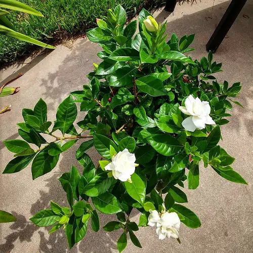 Night Blooming Fragrant Flowers with Strong Scent in garden