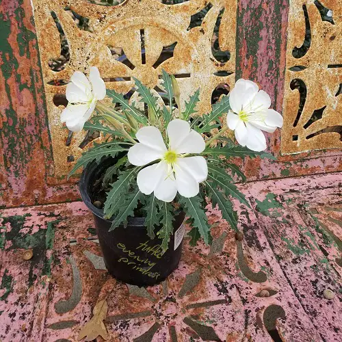 best Beautiful, Strong-Scenting Night Blooming Flowers