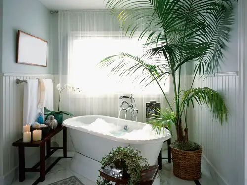 palm Bathroom Indoor Plants