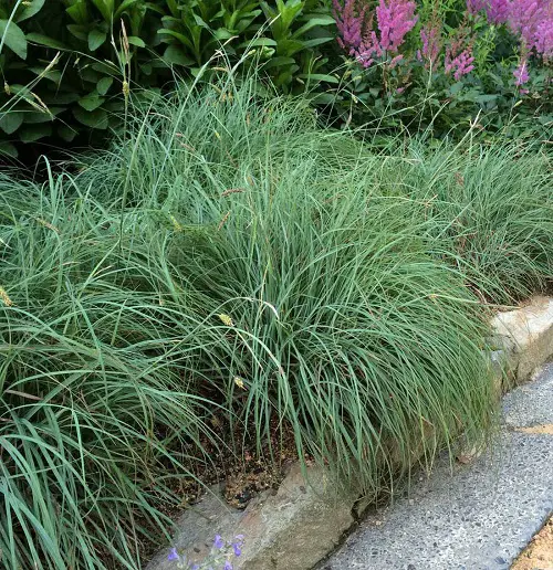 beautiful Native Plants of Maryland