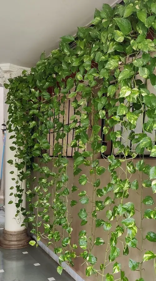 Make a Living Curtain of Vines