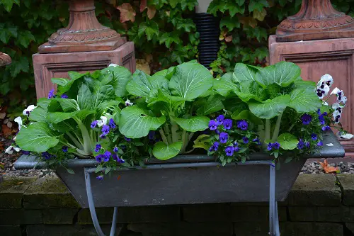 Grow a Vitamin C Vegetable Garden in Containers
