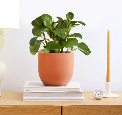 Cat Friendly garden Plants indoor