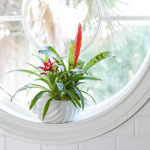 Amazing Bathroom Indoor Plants