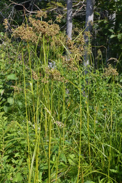 top best Native Plants of Maryland