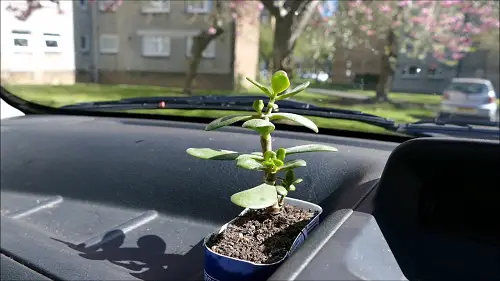 Mini Jade Basking on the Dashboard