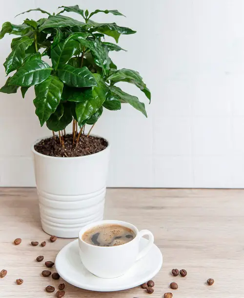 Potted Arabica Coffee with a Hot Cuppa