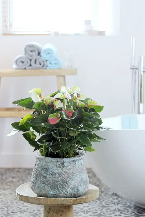 Indoor Plants for Bathroom