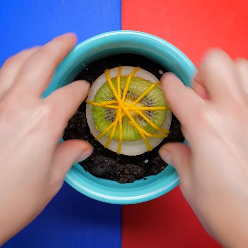 Unbelievable Ways to Grow Tropical  kiwi Fruits