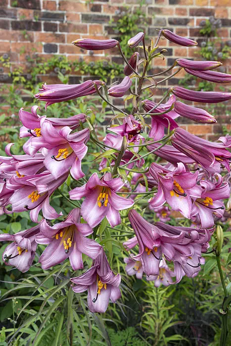 best Most Fragrant Lilies