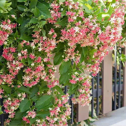 top Best Vines and Climbers with Red Flowers