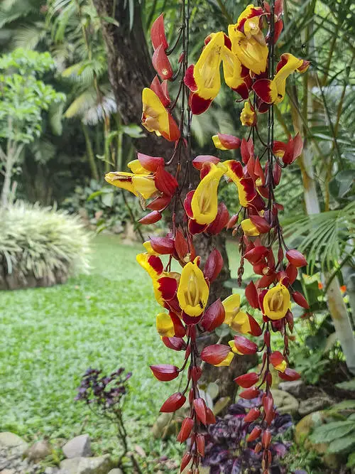 Best Thunbergia Flowers
