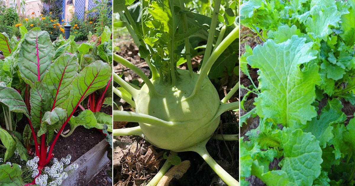 20 Vegetables that Grow in Shade | Best Shade Loving Vegetables
