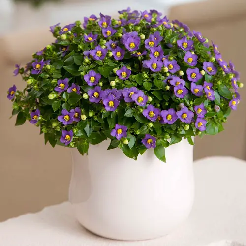 Plants in gardens that are cat-friendly