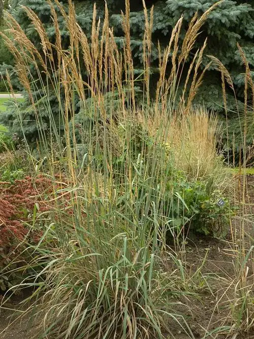 Maryland Native Plants List