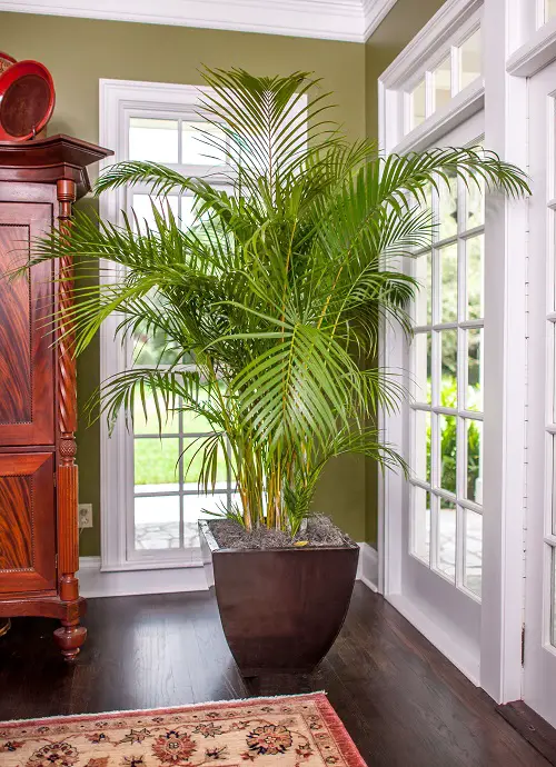 Best and Worst Child-Friendly Plants 1