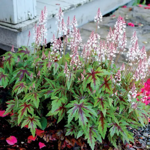 best Native Plants of Maryland