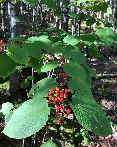 lovely Outstanding Red-Berried Shrubs and Bushes