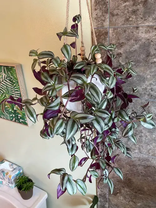 hanging Bathroom Indoor Plants