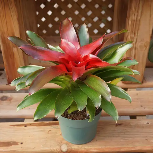 top Plants in gardens that are cat-friendly