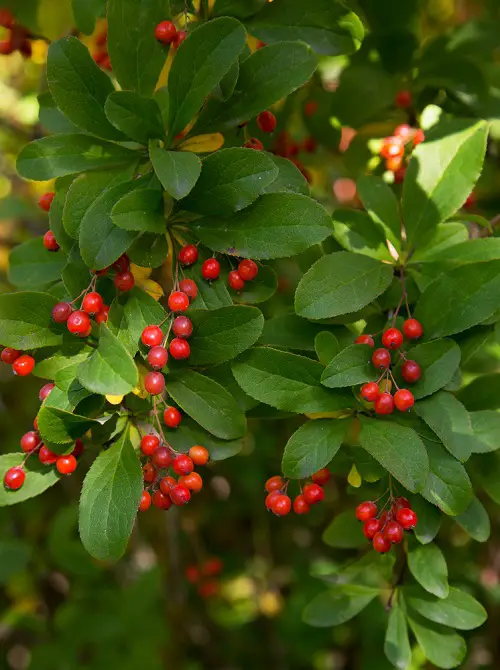Red-Berried Shrubs and Bushes