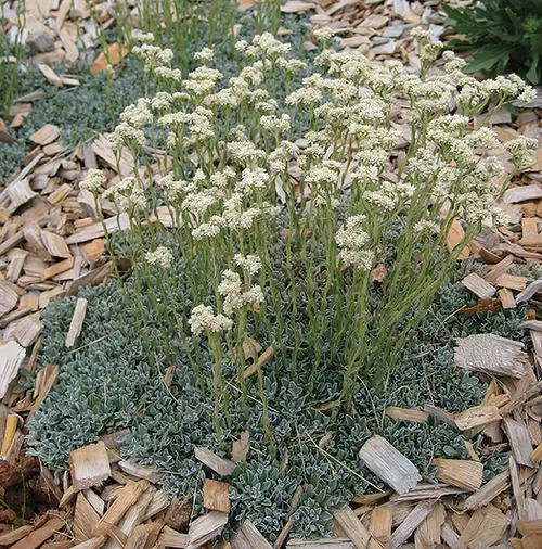 lovely Native Plants of Maryland