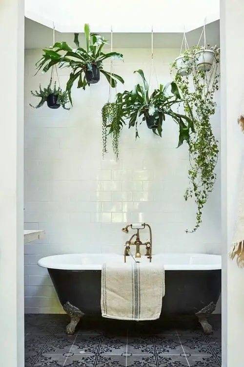 beautiful hanging Bathroom Indoor Plants